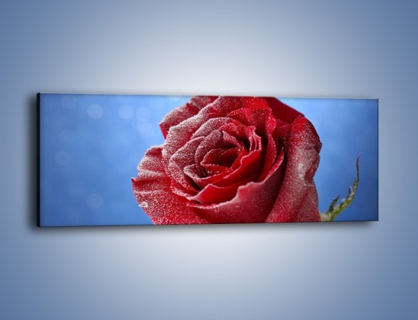 Obraz na płótnie – Róża w chłodne dni – jednoczęściowy panoramiczny K597
