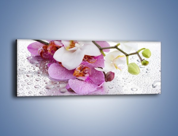Obraz na płótnie – Kwiat na kroplach rosy – jednoczęściowy panoramiczny K616