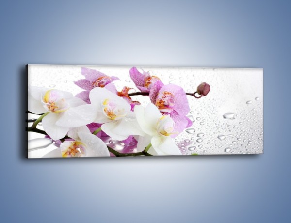 Obraz na płótnie – Kwiaty na mokrej szybie – jednoczęściowy panoramiczny K617