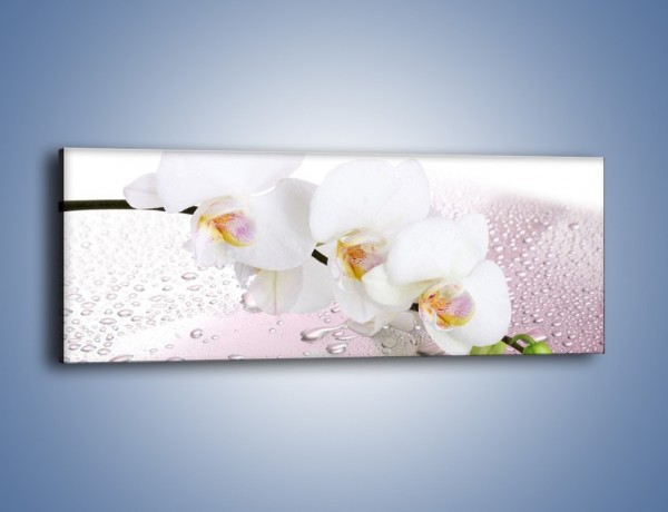 Obraz na płótnie – Czysta biel kwiata po deszczu – jednoczęściowy panoramiczny K618