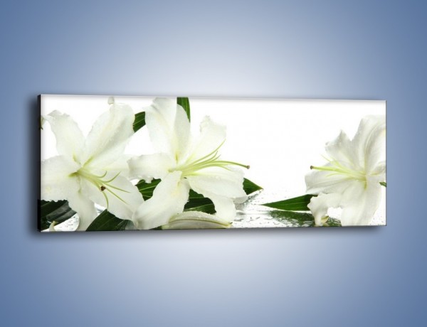 Obraz na płótnie – Czysta biel kwiatów – jednoczęściowy panoramiczny K633