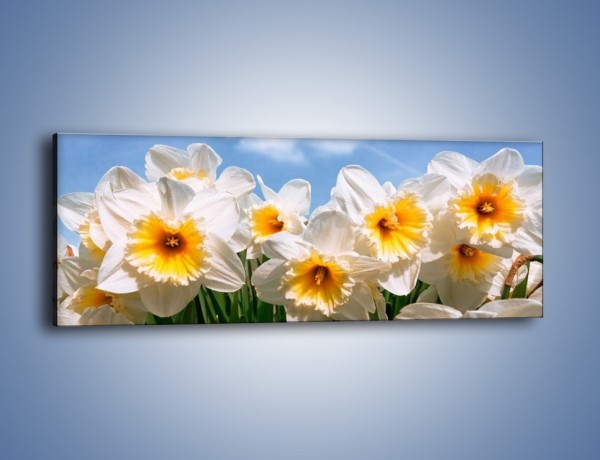 Obraz na płótnie – Żonkile witają wiosnę – jednoczęściowy panoramiczny K639