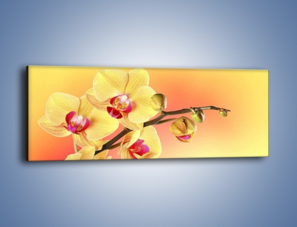 Obraz na płótnie – Kwiat w kolorze grejfruta – jednoczęściowy panoramiczny K649