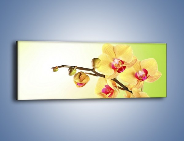 Obraz na płótnie – Kwiat na limonkowym tle – jednoczęściowy panoramiczny K650