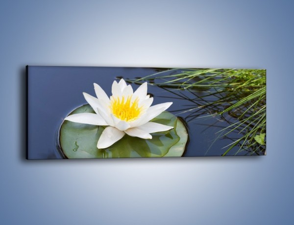 Obraz na płótnie – Nenufryt na liściastym talerzu – jednoczęściowy panoramiczny K682