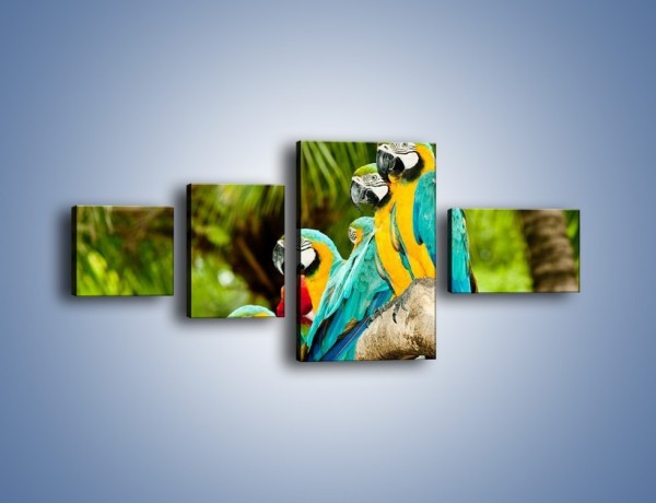 Obraz na płótnie – Kolorowe papugi w szeregu – czteroczęściowy Z029W5