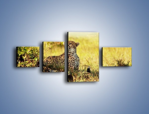 Obraz na płótnie – Relaks z gepardem w cieniu – czteroczęściowy Z040W5