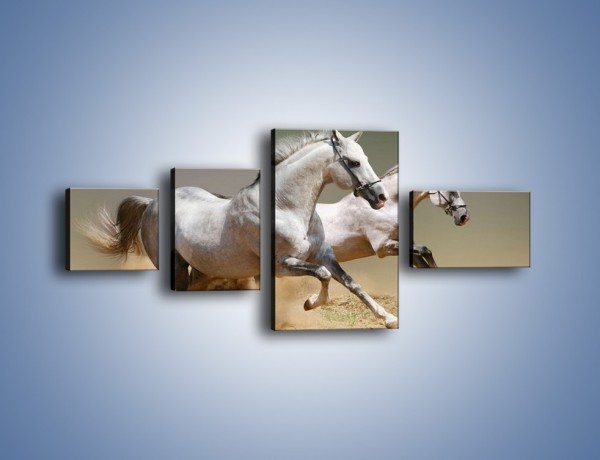 Obraz na płótnie – Białe konie w pustynnym galopie – czteroczęściowy Z055W5