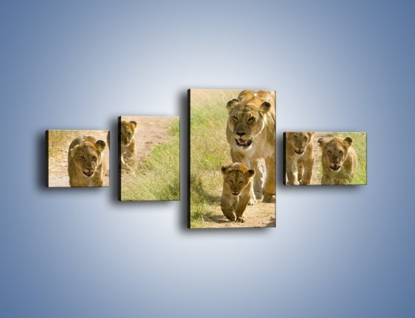 Obraz na płótnie – Spacer z małymi lwiątkami – czteroczęściowy Z112W5