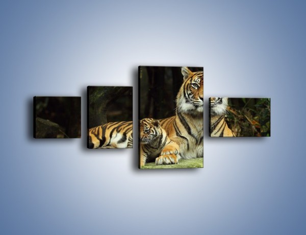 Obraz na płótnie – Tygrysia mamusia z maleństwem – czteroczęściowy Z138W5