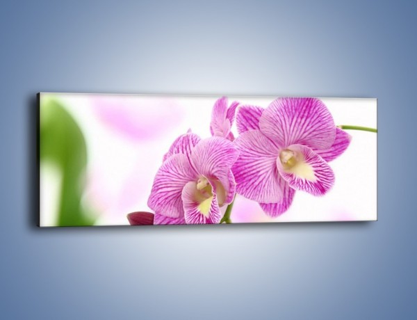 Obraz na płótnie – Kwiat pełen pasji – jednoczęściowy panoramiczny K689