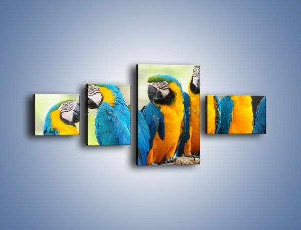 Obraz na płótnie – Pocałunek kolorowej papugi – czteroczęściowy Z187W5