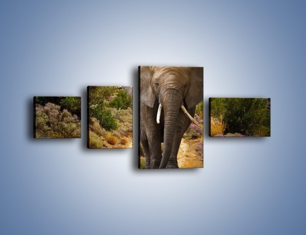 Obraz na płótnie – Moc i potęga słonia – czteroczęściowy Z210W5