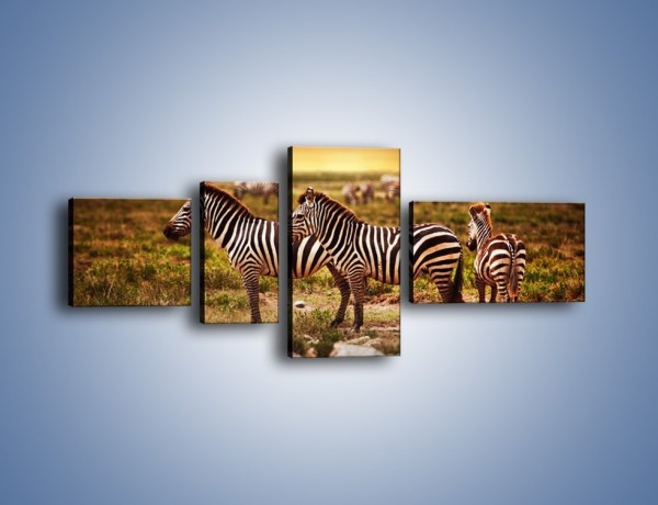 Obraz na płótnie – Zebra w dwóch kolorach – czteroczęściowy Z221W5