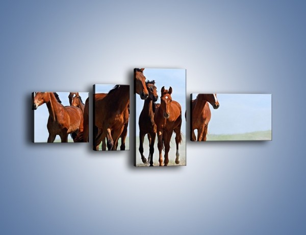 Obraz na płótnie – Konie na wybiegu – czteroczęściowy Z222W5