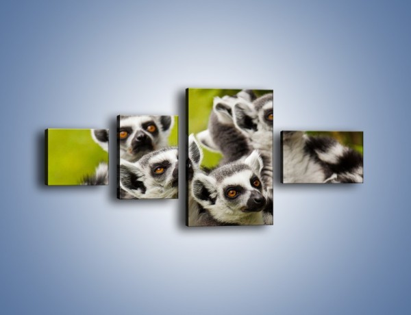 Obraz na płótnie – Wszystko wiedzące lemury – czteroczęściowy Z259W5