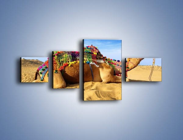 Obraz na płótnie – Wystrojony wielbłąd na pustyni – czteroczęściowy Z266W5