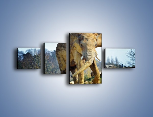 Obraz na płótnie – Ciężkie życie słonia – czteroczęściowy Z273W5