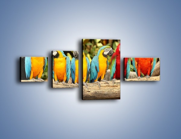 Obraz na płótnie – Sześć papug czeka na siódmego – czteroczęściowy Z279W5
