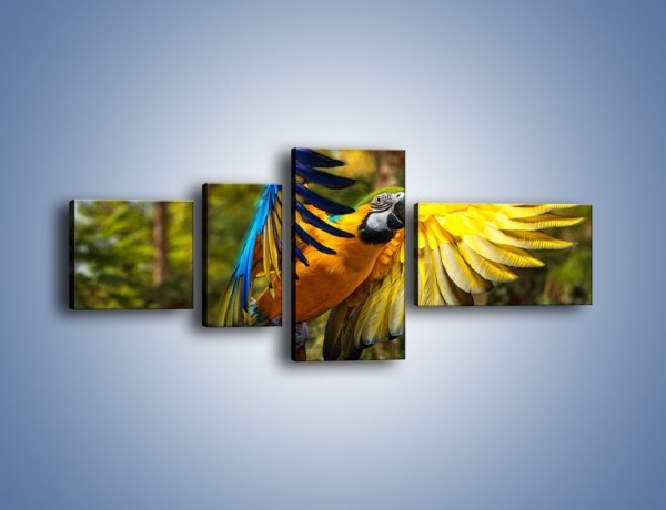 Obraz na płótnie – Rozłożone barwne skrzydła papugi – czteroczęściowy Z281W5