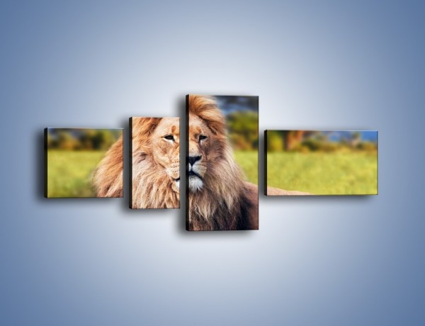 Obraz na płótnie – Dostojny lew na sawannie – czteroczęściowy Z282W5