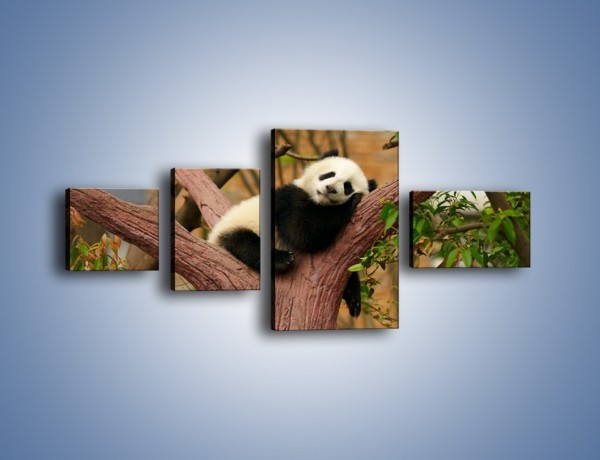 Obraz na płótnie – Sen pandy na drzewie – czteroczęściowy Z286W5