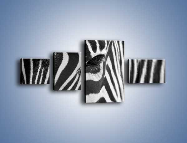 Obraz na płótnie – Zebra z bliska – czteroczęściowy Z301W5