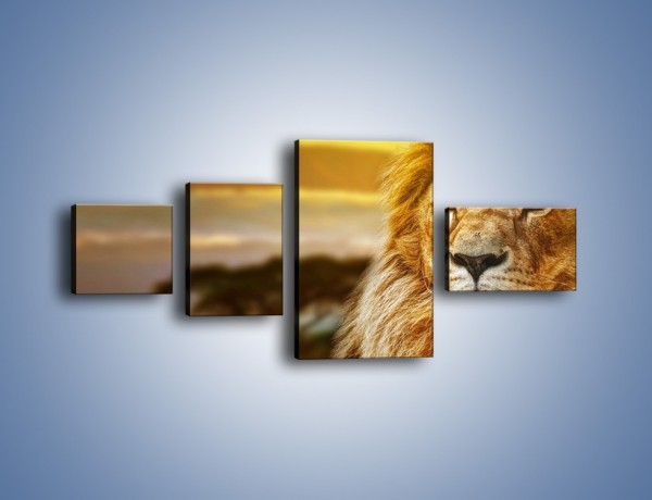 Obraz na płótnie – Dojrzały wiek lwa – czteroczęściowy Z303W5