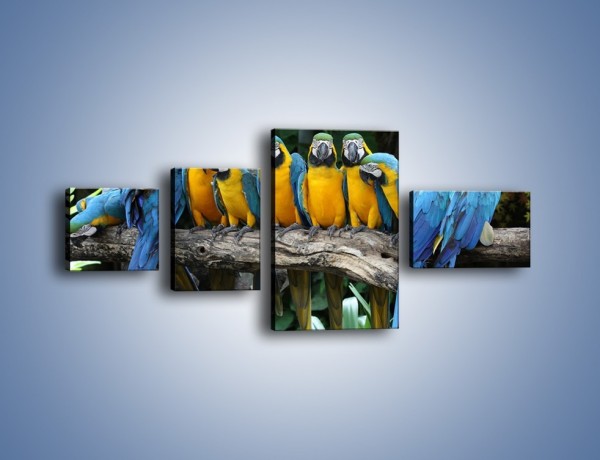 Obraz na płótnie – Narada papuziej rodziny – czteroczęściowy Z307W5