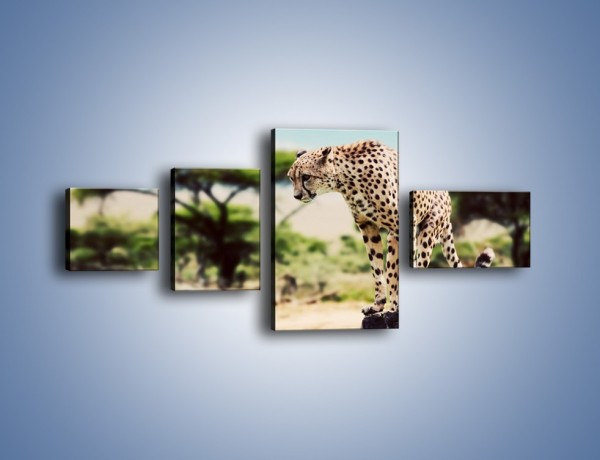 Obraz na płótnie – Cała zwinność geparda – czteroczęściowy Z315W5
