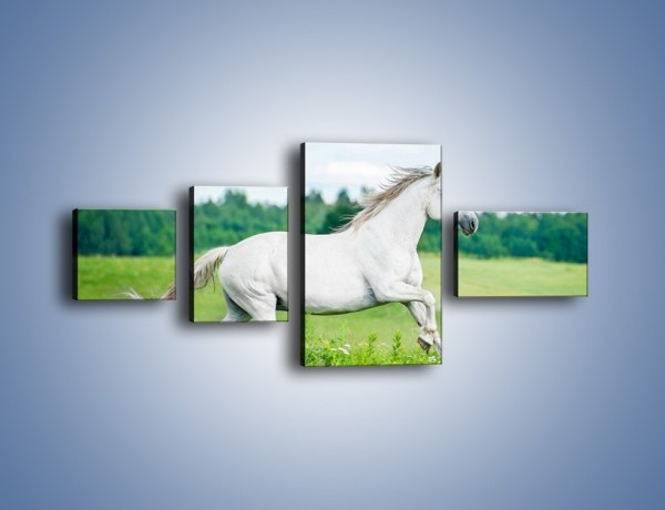 Obraz na płótnie – Biały koń i leśna polana – czteroczęściowy Z317W5