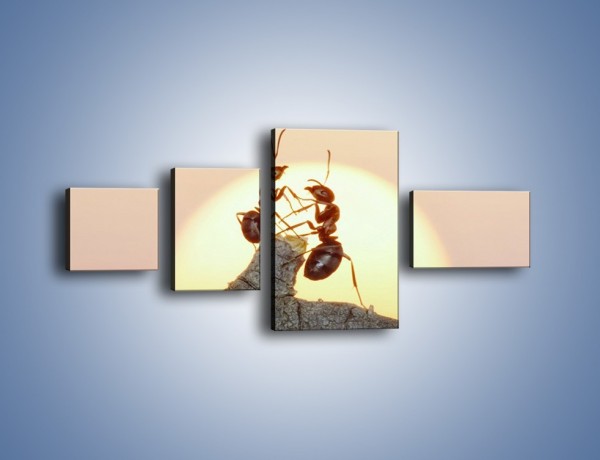 Obraz na płótnie – Mrówki w trakcie zabawy – czteroczęściowy Z319W5