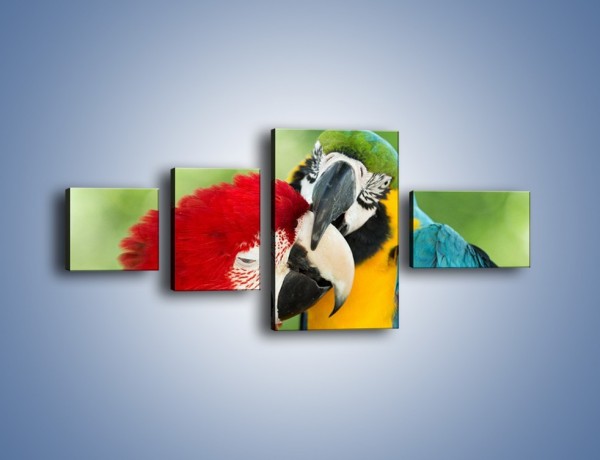 Obraz na płótnie – Miłość między papugami – czteroczęściowy Z333W5