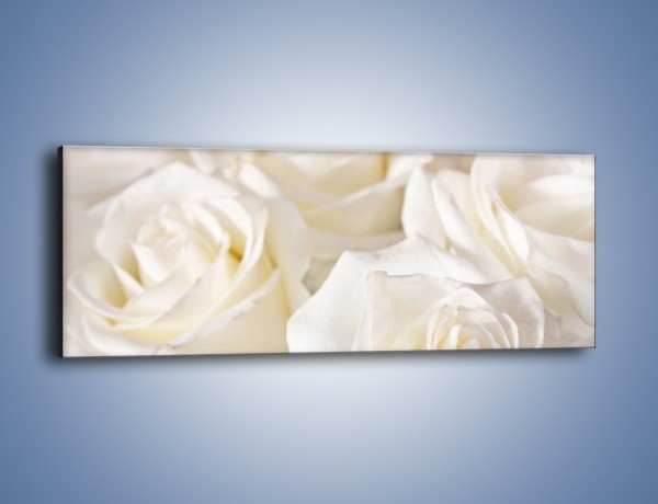 Obraz na płótnie – Dywan z białych róż – jednoczęściowy panoramiczny K711