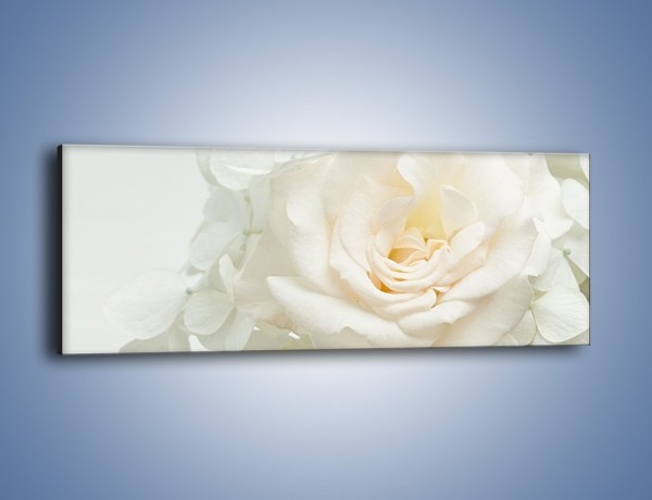 Obraz na płótnie – Czysta biel kwiatów – jednoczęściowy panoramiczny K712