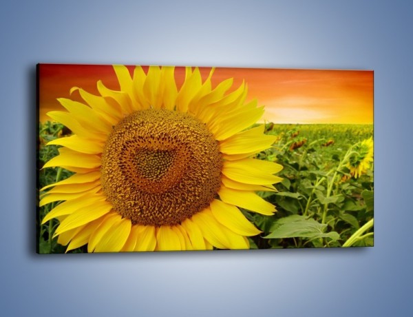 Obraz na płótnie – Słonecznik gotowy do schrupania – jednoczęściowy panoramiczny K715