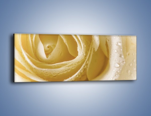 Obraz na płótnie – Róża niczym beza – jednoczęściowy panoramiczny K737