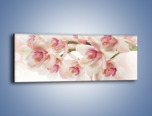 Obraz na płótnie – Szlachetne różowe storczyki – jednoczęściowy panoramiczny K756