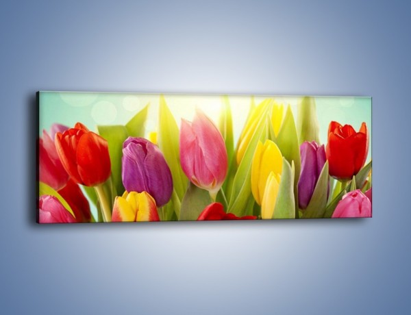 Obraz na płótnie – Tulipany w pierwszym rzędzie – jednoczęściowy panoramiczny K760
