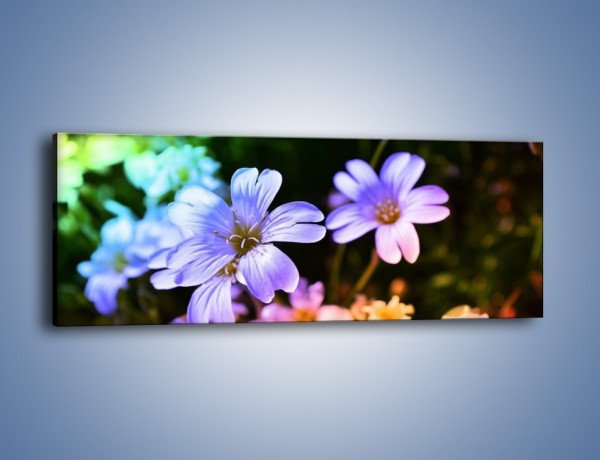 Obraz na płótnie – Niebieskie główki kwiatuszków – jednoczęściowy panoramiczny K769