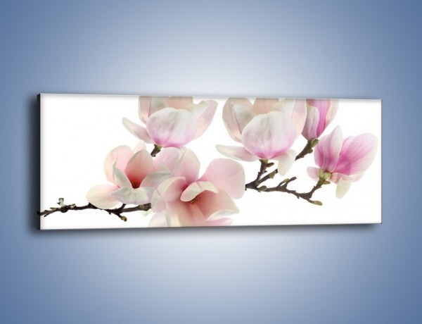 Obraz na płótnie – Zerwana gałązka magnolii – jednoczęściowy panoramiczny K780
