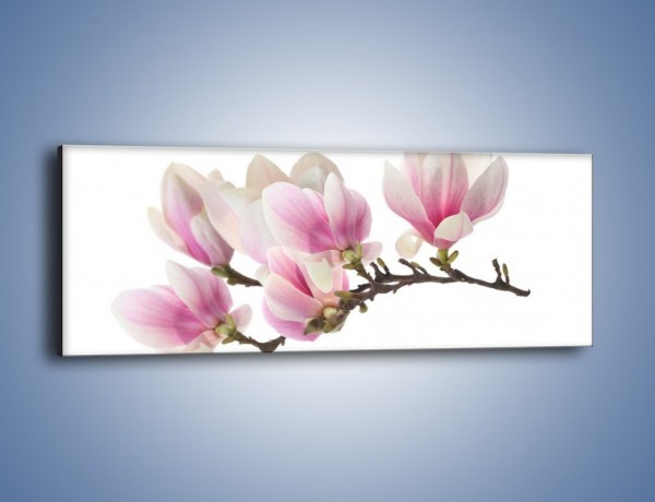 Obraz na płótnie – Rzut na gałąź magnolii – jednoczęściowy panoramiczny K782