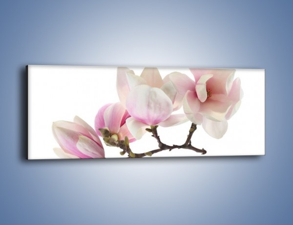 Obraz na płótnie – Obcięte gałązki białych różowych kwiatów – jednoczęściowy panoramiczny K783