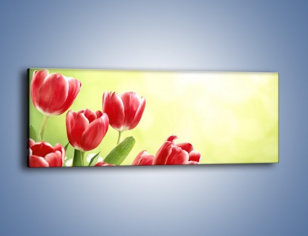 Obraz na płótnie – Polne tulipany i stokrotki – jednoczęściowy panoramiczny K789