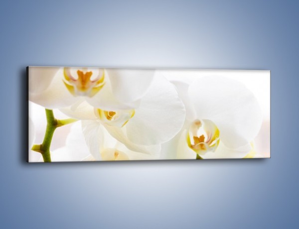 Obraz na płótnie – Białe storczyki blisko siebie – jednoczęściowy panoramiczny K811