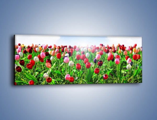 Obraz na płótnie – Tulipany w podniebnym oceanie – jednoczęściowy panoramiczny K830
