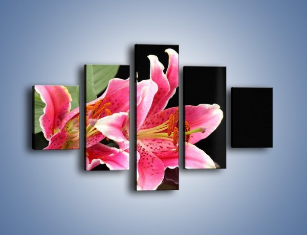 Obraz na płótnie – Rozwinięte lilie na czarnym tle – pięcioczęściowy K007W1