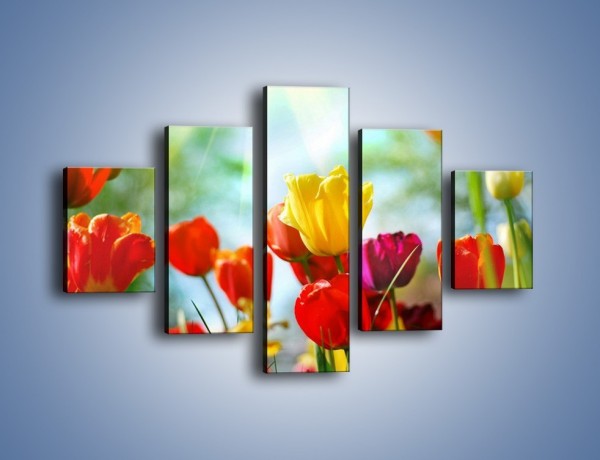 Obraz na płótnie – Pole polskich tulipanów – pięcioczęściowy K011W1