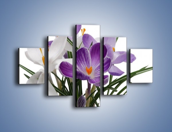Obraz na płótnie – Biało-fioletowe krokusy – pięcioczęściowy K020W1