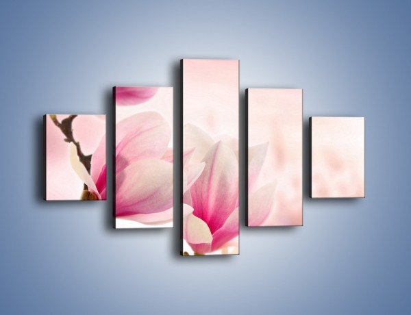 Obraz na płótnie – W pół rozwinięte biało-różowe magnolie – pięcioczęściowy K033W1
